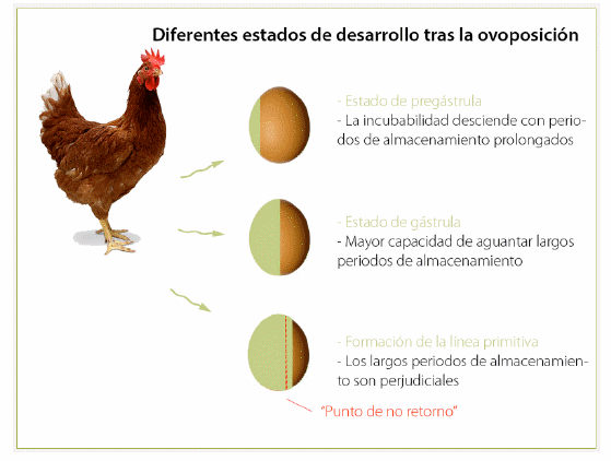 Restauración de la viabilidad del embrión - Image 3