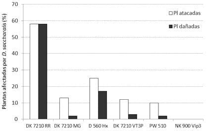 Evaluación del daño de lepidópteros en híbridos de maíz BT y su impacto sobre el rendimiento - Image 5