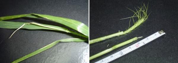 Impacto de los factores ambientales en la definición de los rendimientos de los cultivos: Trigo, Resultados de la campaña 2013 - Image 2
