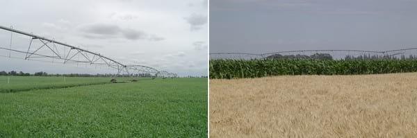 Evaluación del comportamiento productivo del cultivo de trigo en un sistema de riego por aspersión en la provincia de Córdoba - Image 3