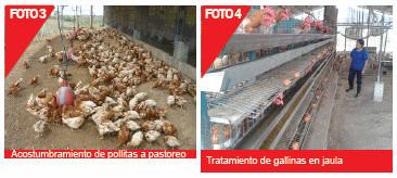 Evaluación de dos sistemas de alojamiento en la producción y calidad del huevo comercial: según la normativa europea de bienestar animal versus la tradicional - Image 3