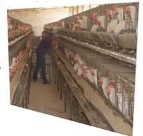 Respuesta de la gallina de postura a la adición de glicina en dietas bajas en proteína cruda - Image 2