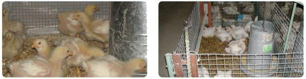 Utilización de un complejo multienzimático en dietas para pollos a base de maíz y soja producidos en Argentina - Image 1