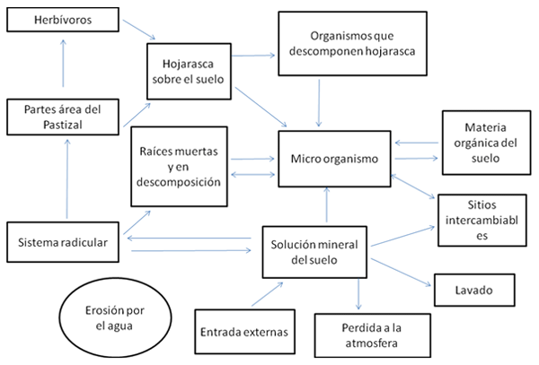 Factores que influyen en el reciclaje de los nutrientes en el ecosistema de pastizal permanente y avances en el desarrollo de su modelación - Image 1