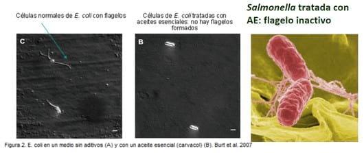 Fitobiótico: La fórmula para conseguir el máximo beneficio en producción animal - Image 6