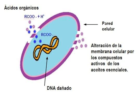 Fitobiótico: La fórmula para conseguir el máximo beneficio en producción animal - Image 5