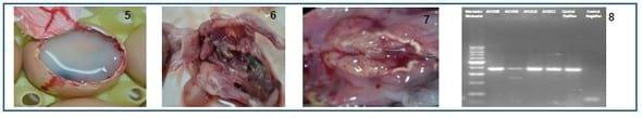 Aislamiento y caracterización de variante genética del virus de bronquitis infecciosa en zona de mayor concentración avícola de Argentina - Image 2