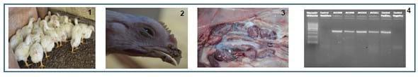Aislamiento y caracterización de variante genética del virus de bronquitis infecciosa en zona de mayor concentración avícola de Argentina - Image 1