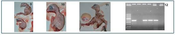 Aislamiento y caracterización de variante genética del virus de bronquitis infecciosa en zona de mayor concentración avícola de Argentina - Image 3