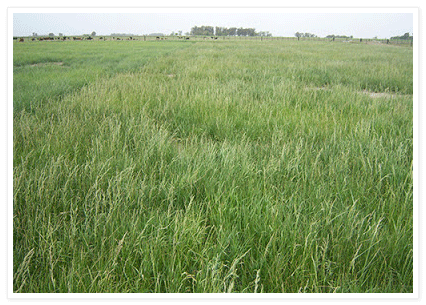 Peligro festuca: Pautas de control de plantas tóxicas - Image 1