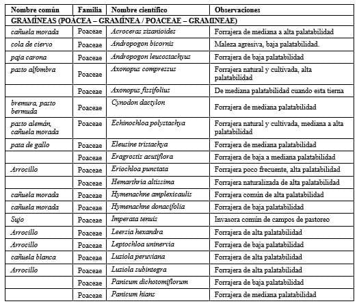 La ganadería del beni y la calidad de los pastos nativos vs. los pastos introducidos - Image 5