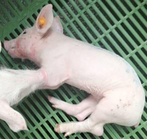 Enfermedad de los edemas en porcino - Image 1