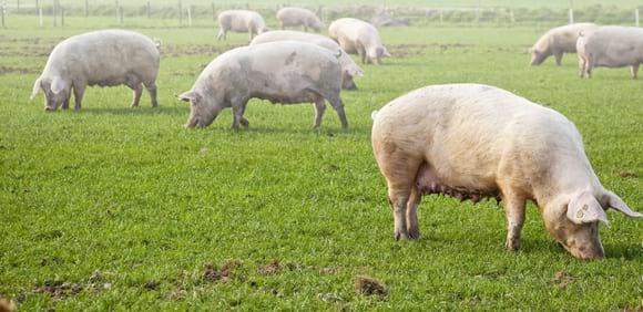 Edulcorantes en Nutrición Animal: Dulcoapetente D-6500 vs. Sacarina Sódica - Image 10