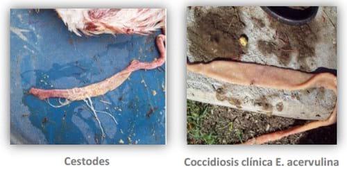 Ecología Digestiva - Coccidios: convivencia obligada compatible con la producción aviar. - Image 2