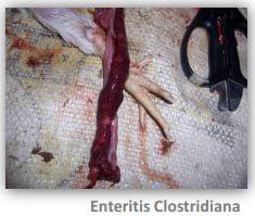 Ecología Digestiva - Coccidios: convivencia obligada compatible con la producción aviar. - Image 1