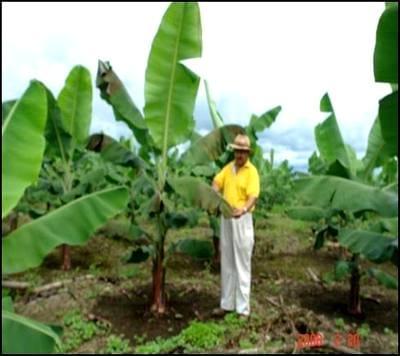 Metodo Para Control de la Enfermedad Causada por el Agente Bacterial Erwinia en Banano - Image 1