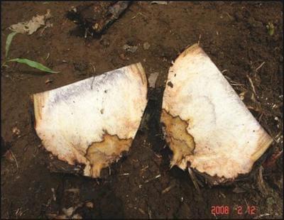 Metodo Para Control de la Enfermedad Causada por el Agente Bacterial Erwinia en Banano - Image 4