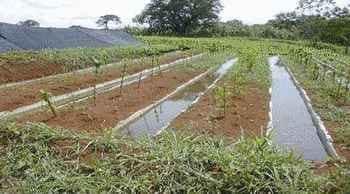 Manejo productivo de excretas en sistemas ganaderos tropicales - Image 2