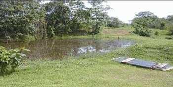 Manejo productivo de excretas en sistemas ganaderos tropicales - Image 3