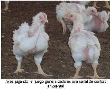 Pollos