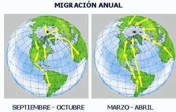 Lo Bueno y lo Malo de la Influenza Aviar - (Actualización Mayo 2006) - Image 4