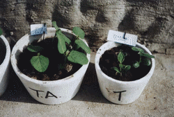 Co-Inoculación en Soja (Glicyne max) con Bradyrhizobium japonicum y Azospirillum brasilense - Image 17