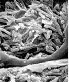 Co-Inoculación en Soja (Glicyne max) con Bradyrhizobium japonicum y Azospirillum brasilense - Image 1