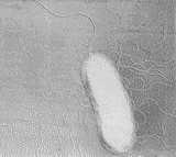 Co-Inoculación en Soja (Glicyne max) con Bradyrhizobium japonicum y Azospirillum brasilense - Image 2