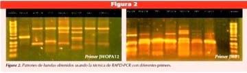 Diversidad de Moraxella spp. y queratoconjuntivitis infecciosa bovina en Uruguay - Image 2