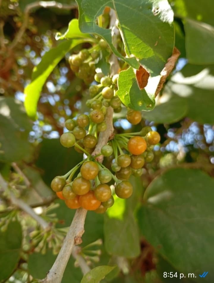 Semilla de pico pico - 2