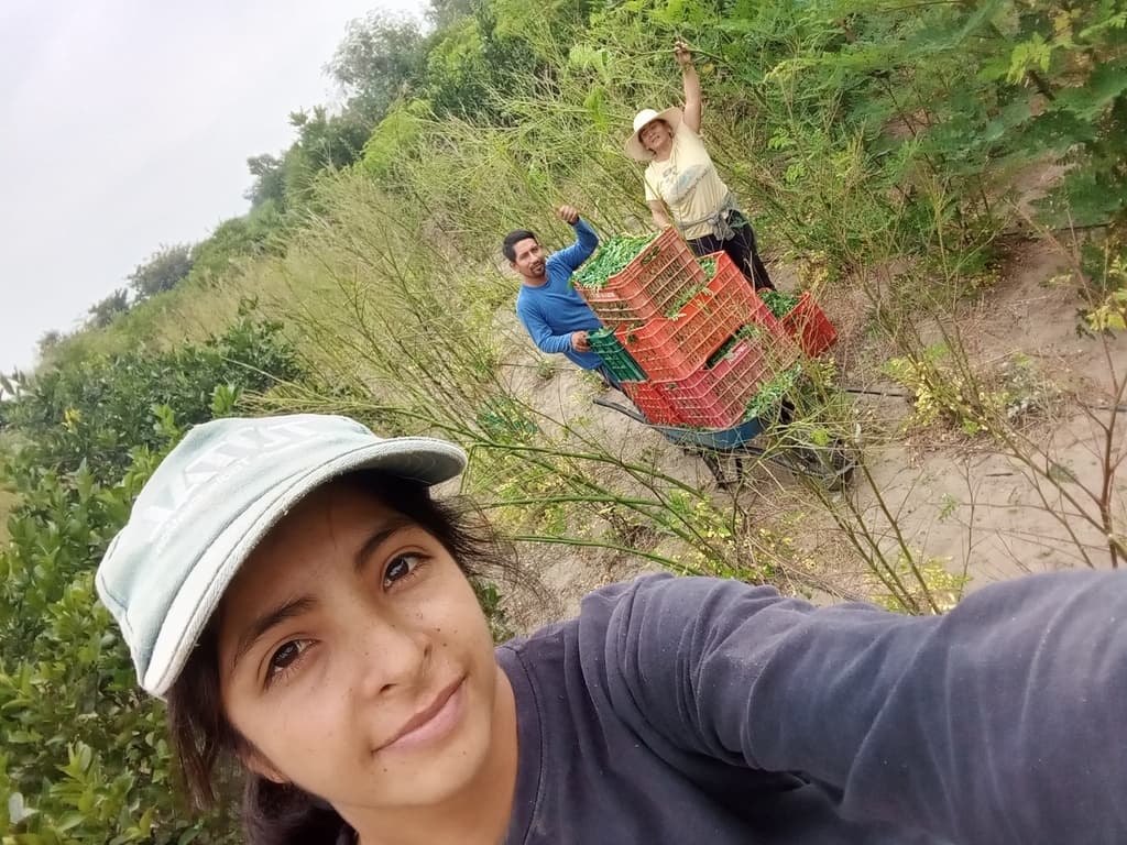 Cosechando la hoja de Moringa  - 2