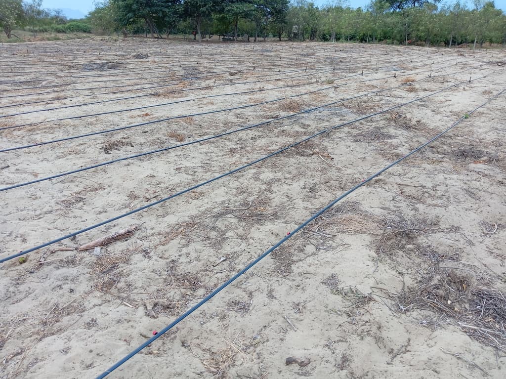 Instalación de cultivo de Moringa  - 1