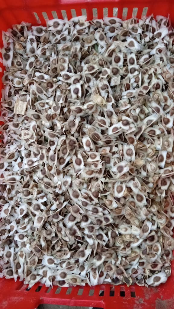 Cosecha de Moringa  - 3