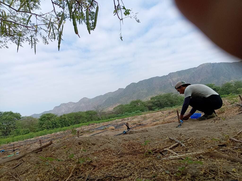 Instalación de cultivo de Moringa  - 2