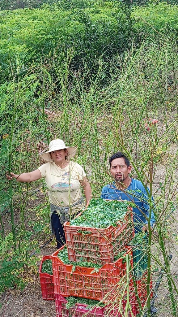 Cosechando la hoja de Moringa  - 4