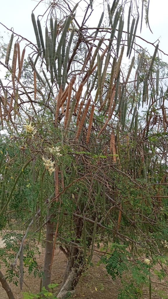 Cosecha de Moringa  - 1