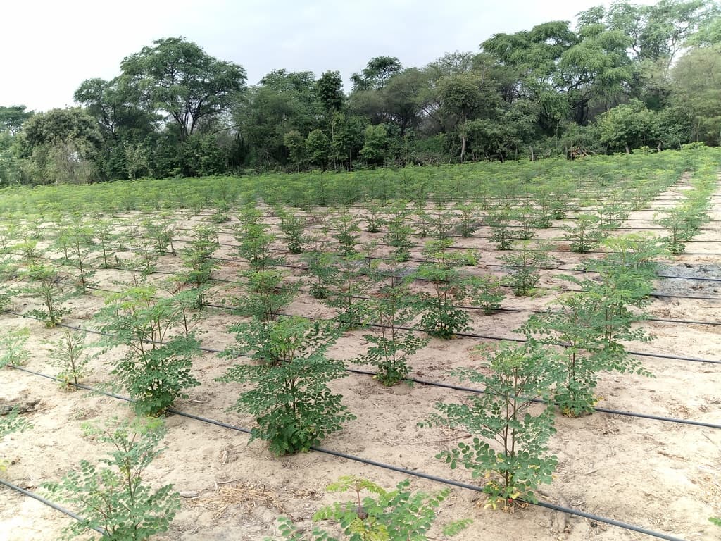 Instalación de cultivo de Moringa  - 3