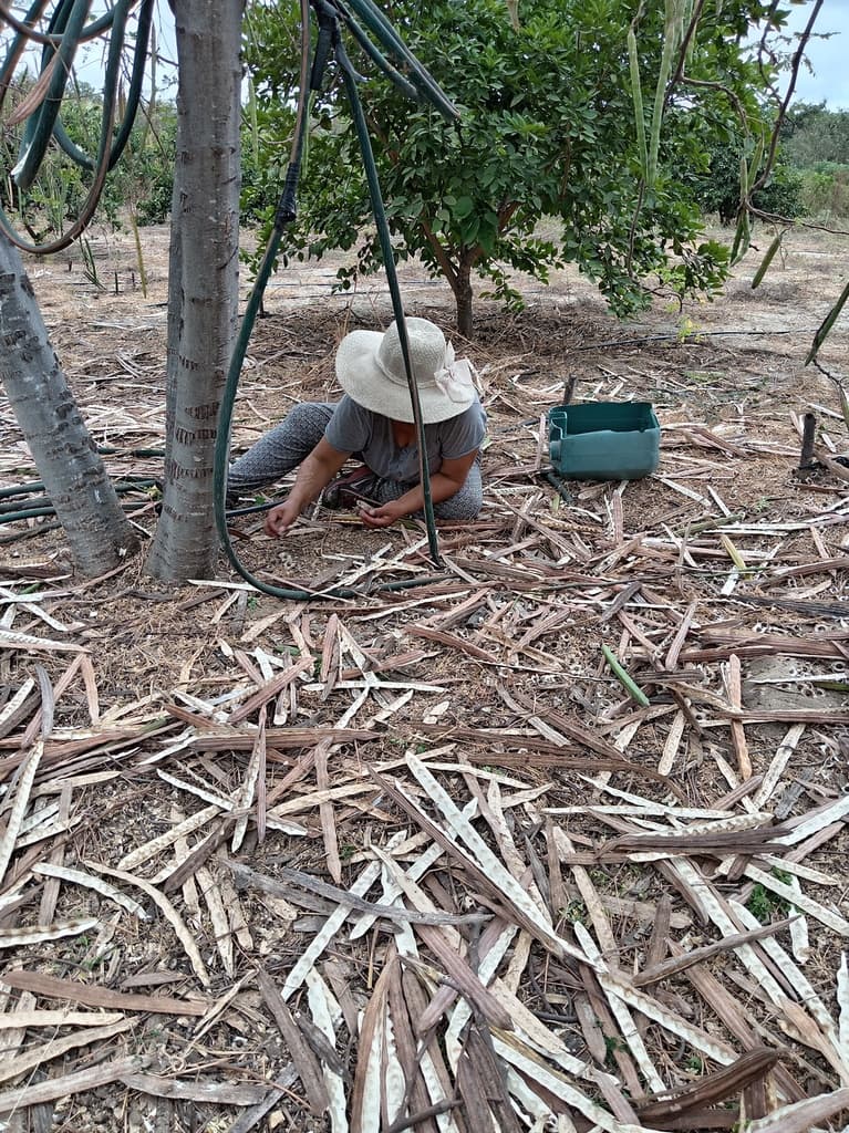 Cosecha de Moringa  - 2