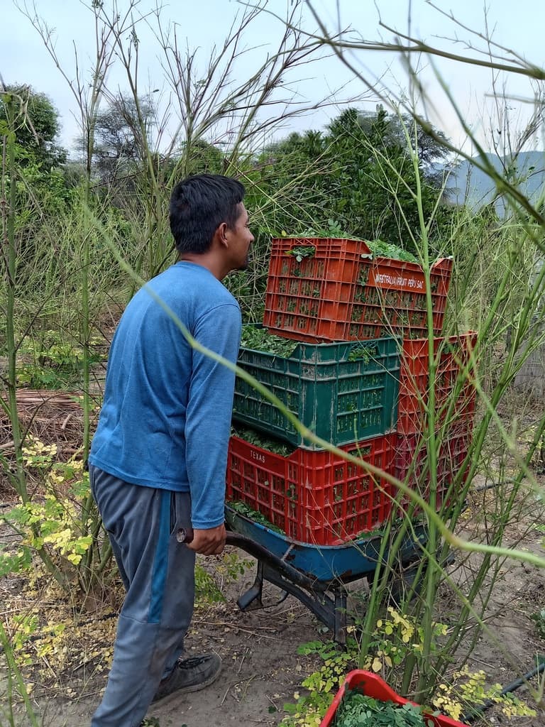 Cosechando la hoja de Moringa  - 3