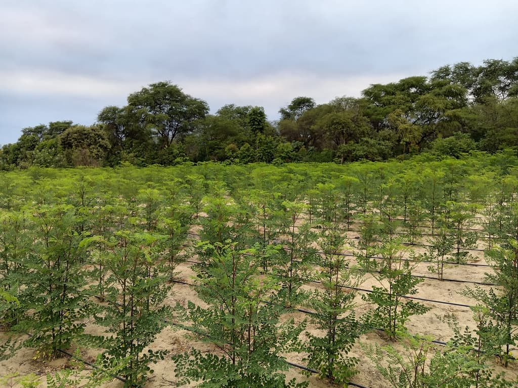 Instalación de cultivo de Moringa  - 4