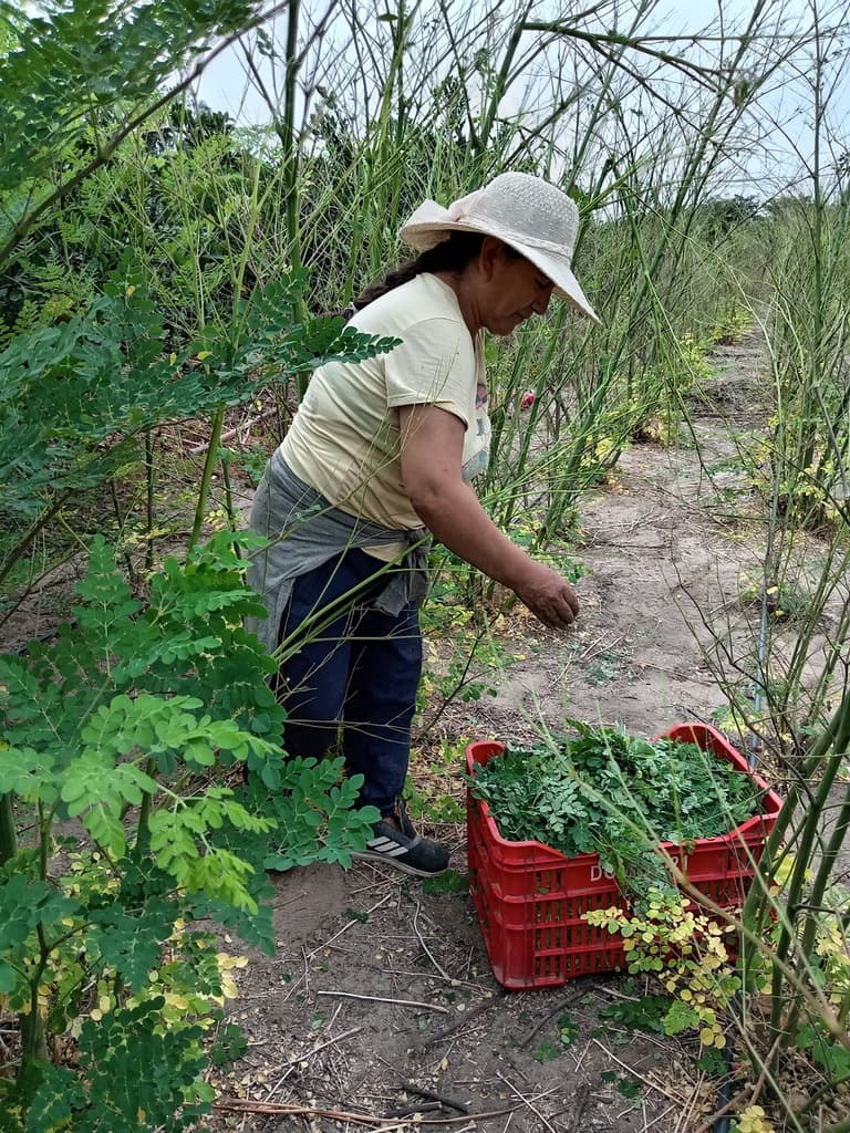Cosechando la hoja de Moringa  - 1