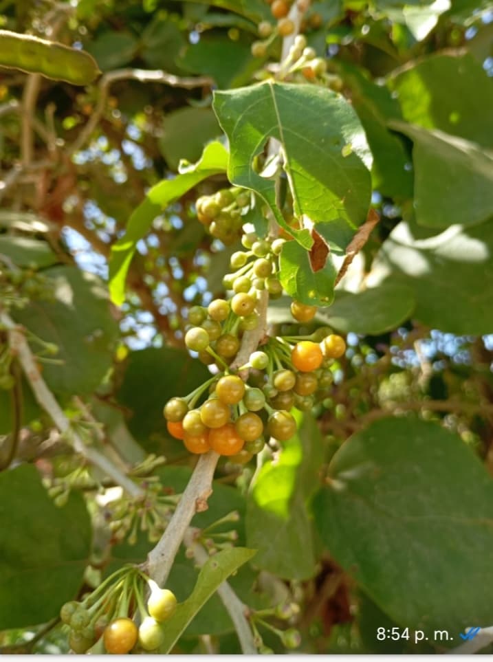 Semilla de pico pico - 1