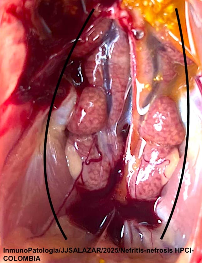 Hepatitis Por Cuerpos de Inclusión Serotipo D11(Por-Secuenciacion) - 1