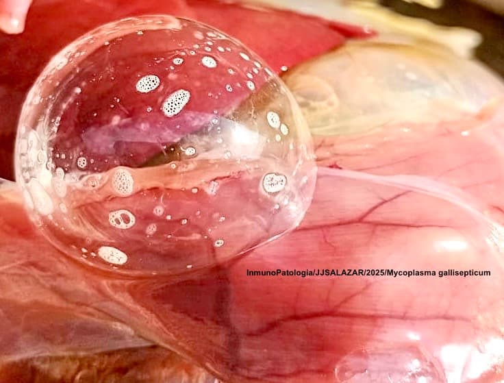 SACO AEREO ABDOMINAL DERECHO POLLOS POSITIVOS A MYCOPLASMA GALLISEPTICUM - 1