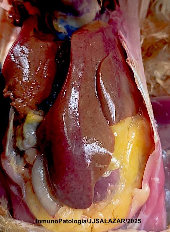 HEPATITIS POR CUERPOS DE INCLUSION(SEROTIPO D11) - 1