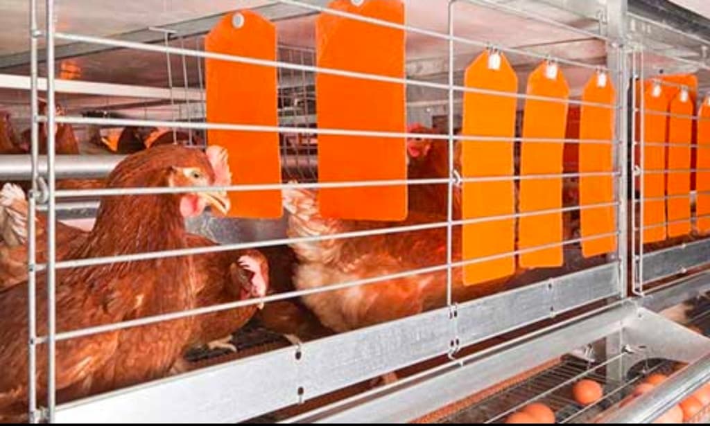 ¿Y si el verdadero maltrato no fuera la jaula, sino la mentira? - 1