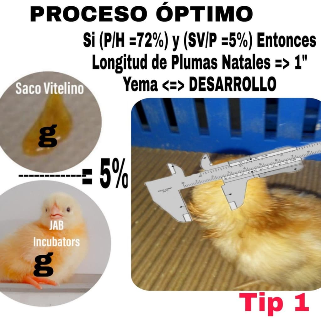 DESAFIANDO LOS LIMITES DE INCUBACION - 3