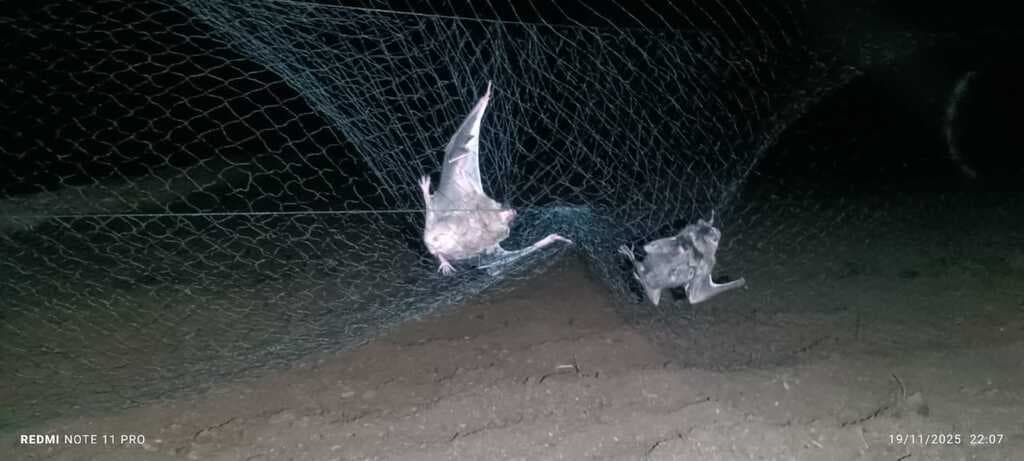 Control poblacional de D. rotundus en Provincia de Salta - 1