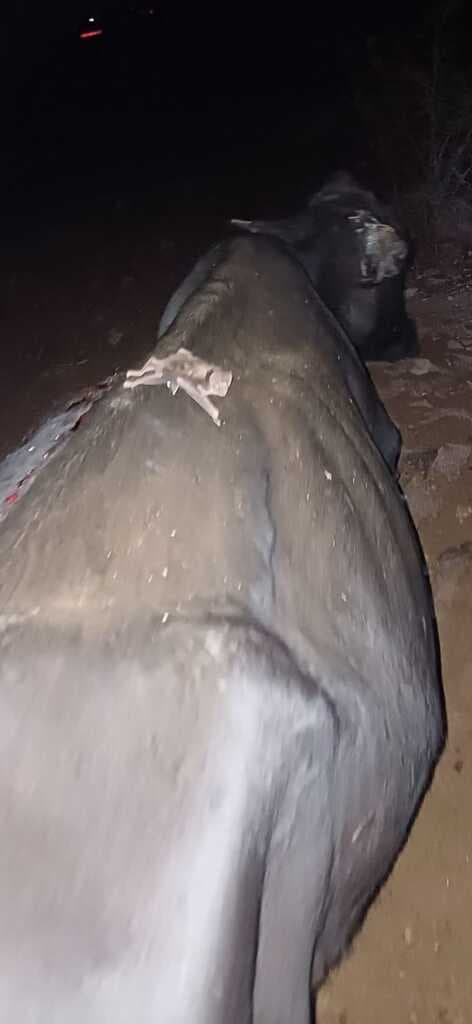 Control poblacional de D. rotundus en Provincia de Salta - 2