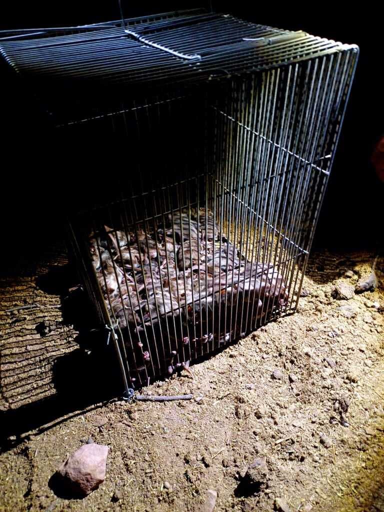 Control poblacional de D. rotundus en Provincia de Salta - 3